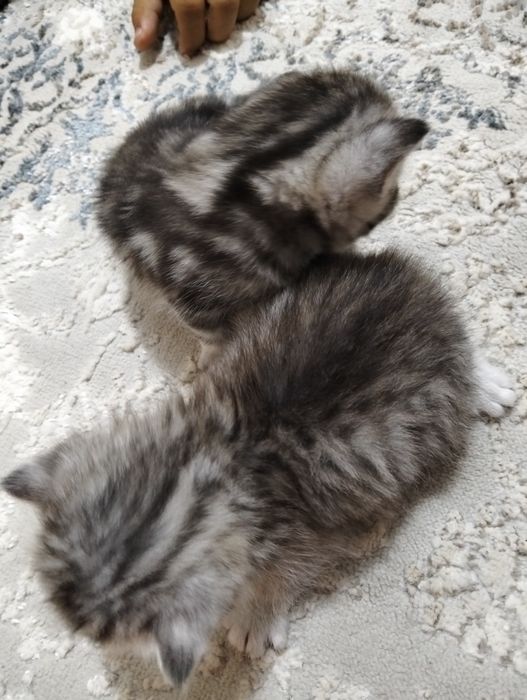 Шотландские вислоухие