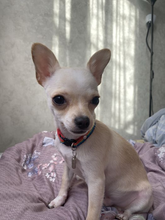 Ищем девочку чихуахуа для вязки