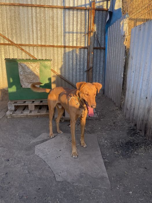 Кабель, собака, пес в добрые руки