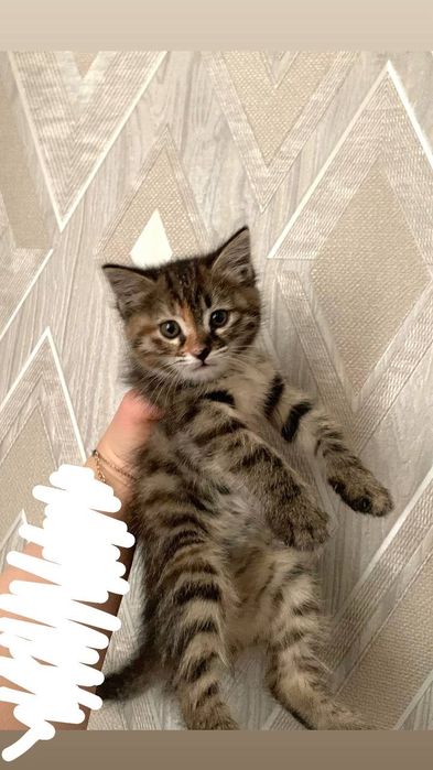Отдадим в хорошие руки