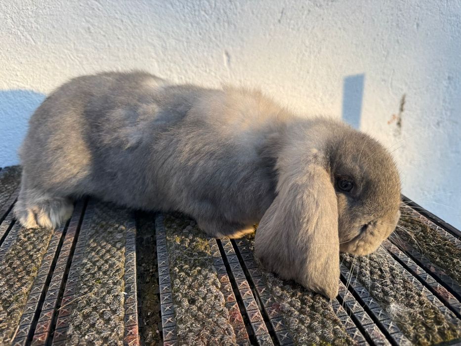 Berbec german, 6 săptămâni