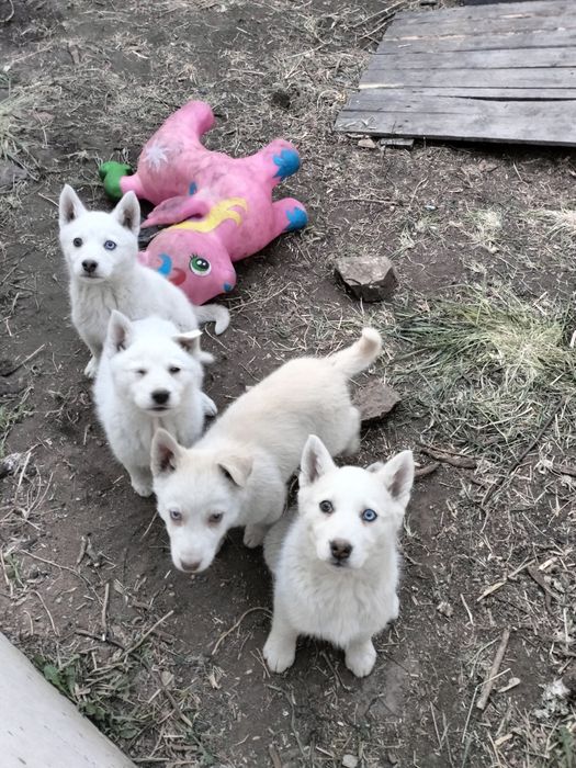 Щенки лайки, белые серые