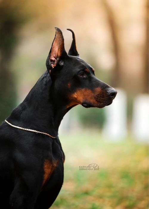 Прекрасные щенки добермана