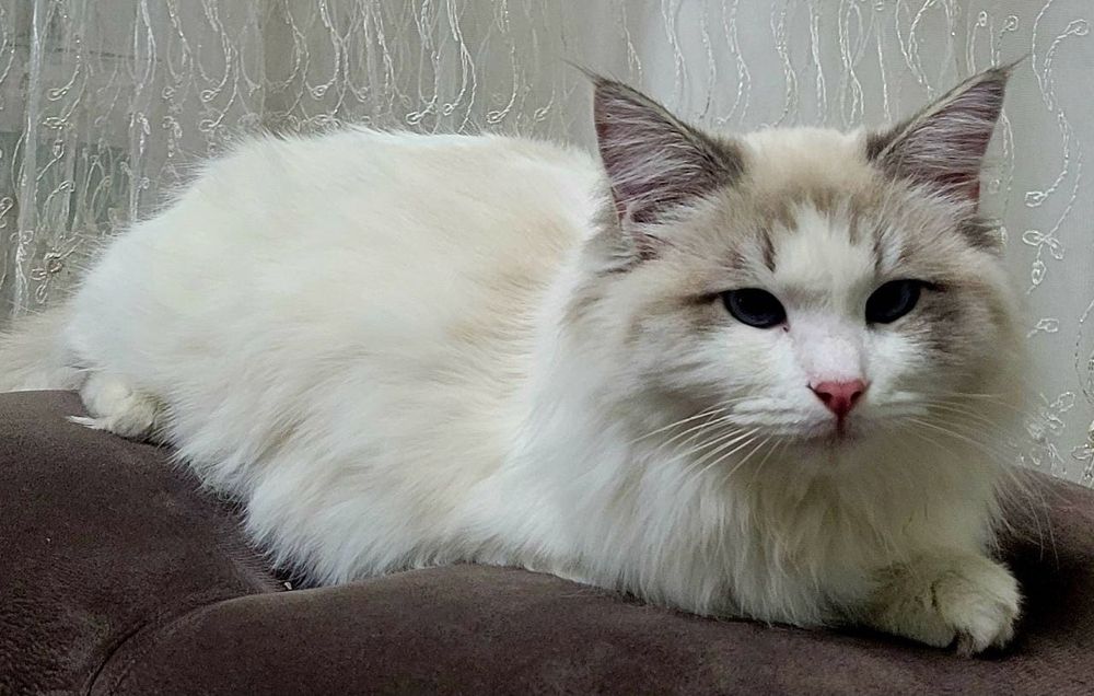 продаётся чистокровный рэгдолл