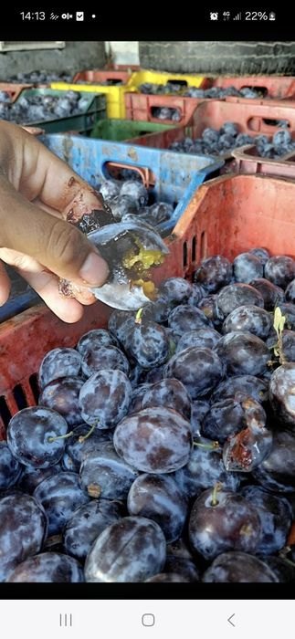 Vindem prune în cantități mari și mici cu transport inclus preț real de producător românești copți și dulci!