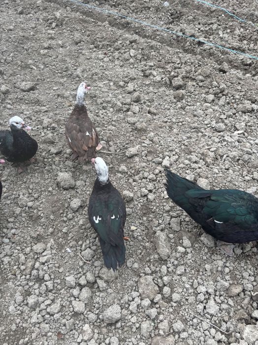 Урдаклар зотдор2026