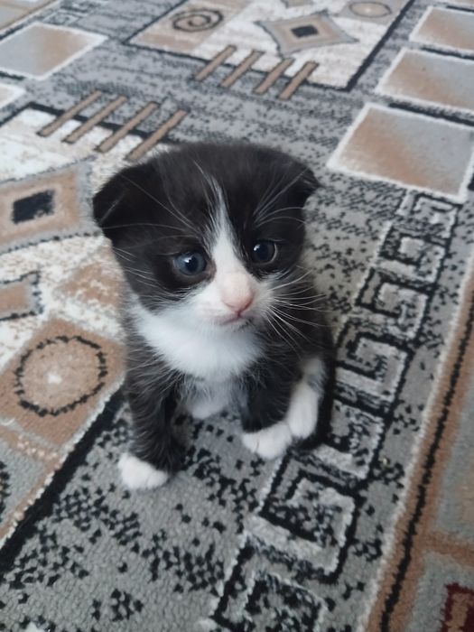 Котята. Два малыша  ищут своих любимых хозяев.