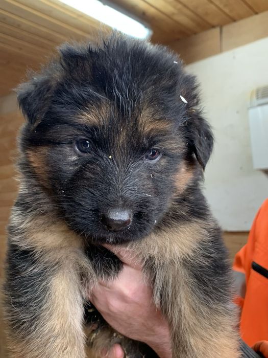 Продаются щенки нем авчарки