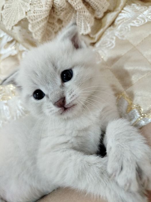 Шотландская Скоттиш фолд вислоухый