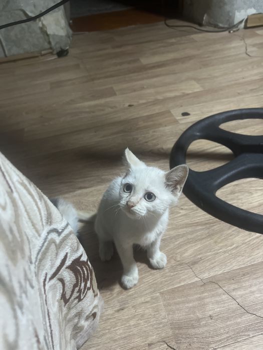Отдам в добрые руки котенка мальчика