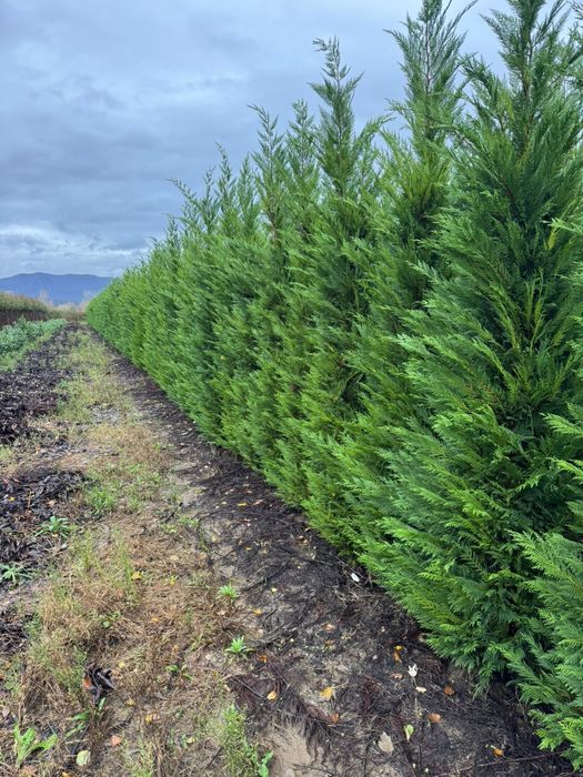 Chiparos leilandi  leilandi gold