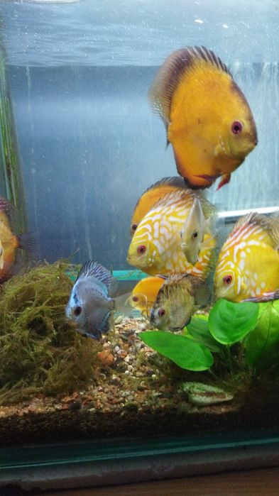 Продам Рыбки Дискусы