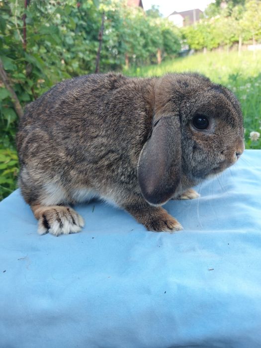 Iepure,femela holland lop