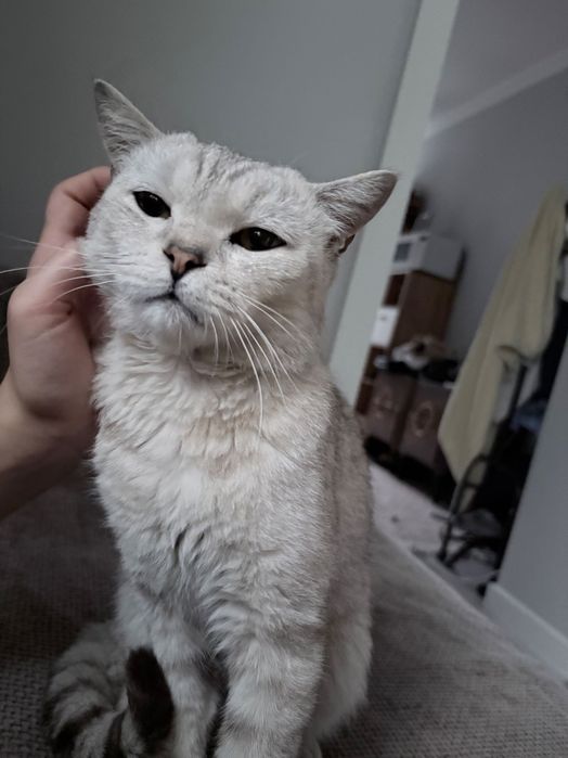 кот мальчик шиншилла