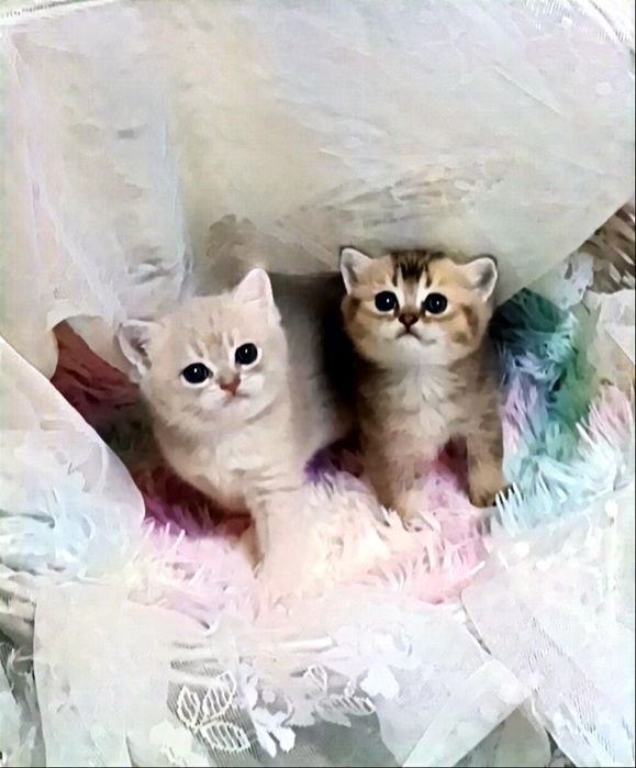 Британские котята