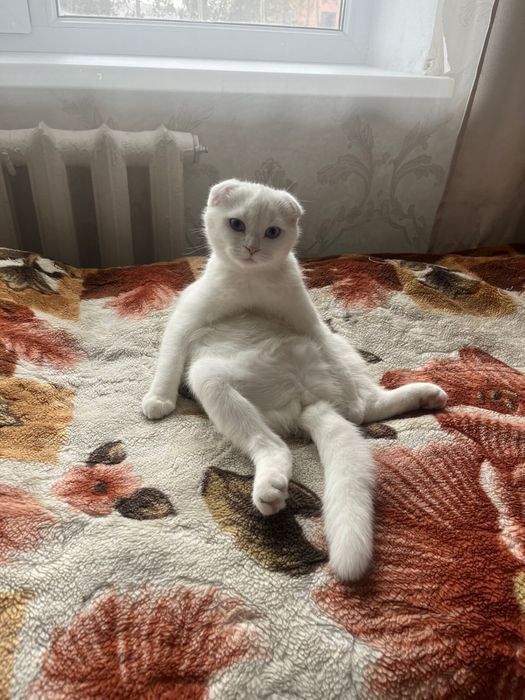 Продаеться шотланская вислоухая кошка