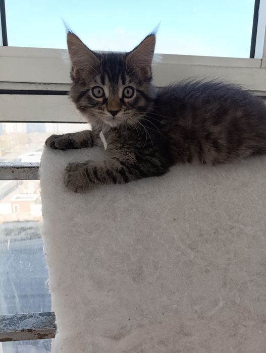 Продам котят мейнкунчиков