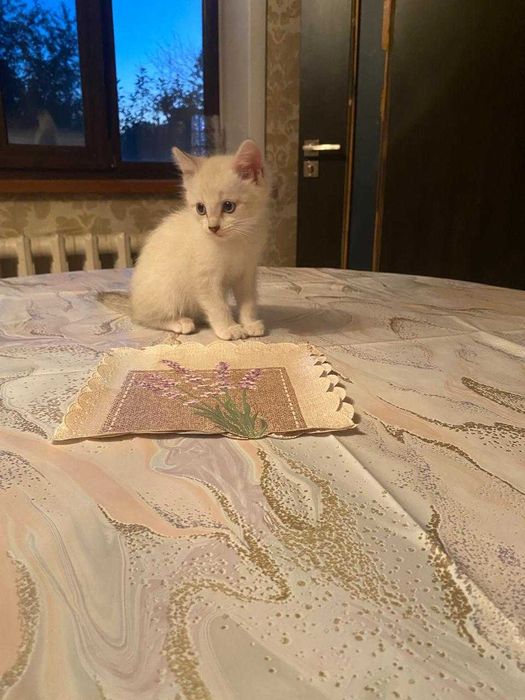 Котёнок, в добрые руки