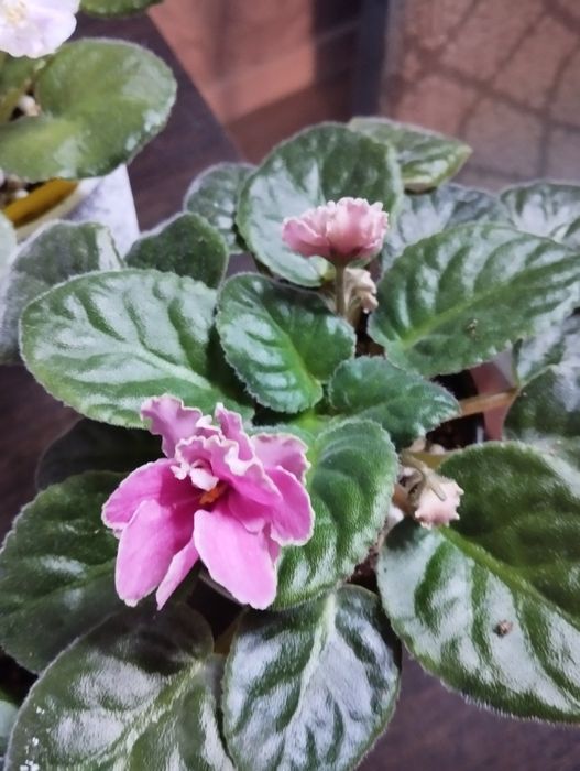 Фиалки разные виды