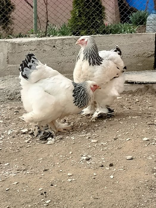 Familie gainiBrahma