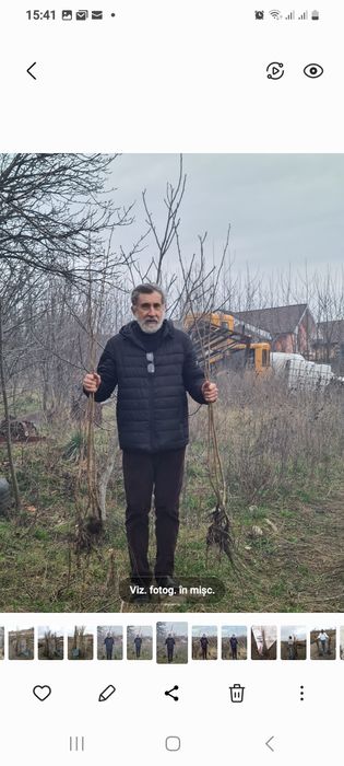 Alun.Cais.Nuc Chandler.Catina.Afin.Gutui.Mosmon.Paulownia.Afin.Tei.Soc