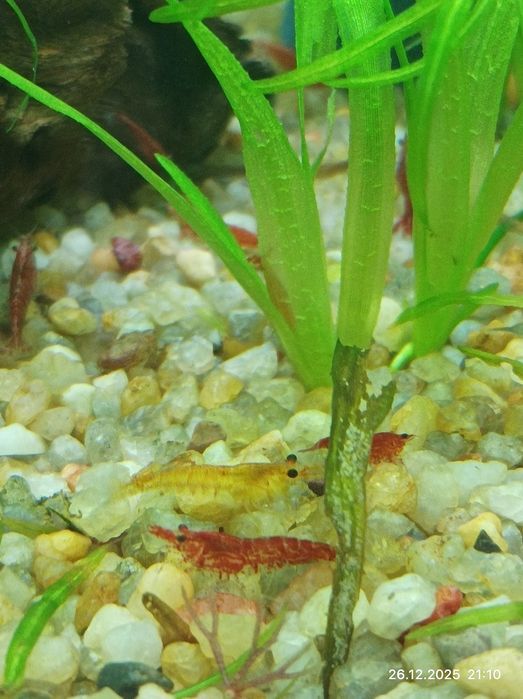 Креветки аквариумные