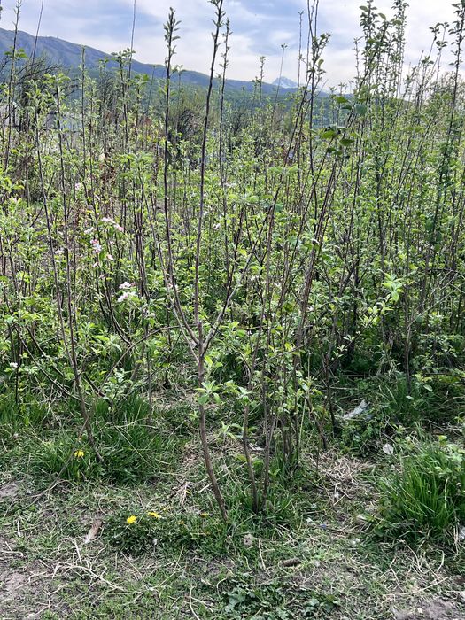 Продам Саженец зыонить