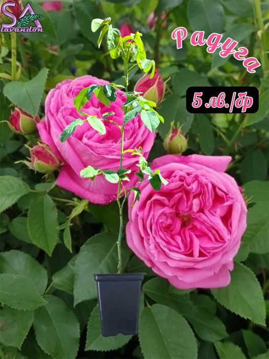 Българска Маслодайна Роза…