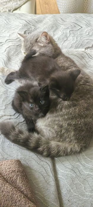 Котята в добрые руки