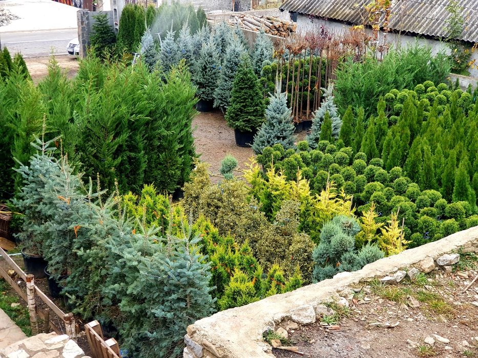 Plante ornamentale BLACK FRIDAY 40%  tuia, copaci, brazi, magnolia.