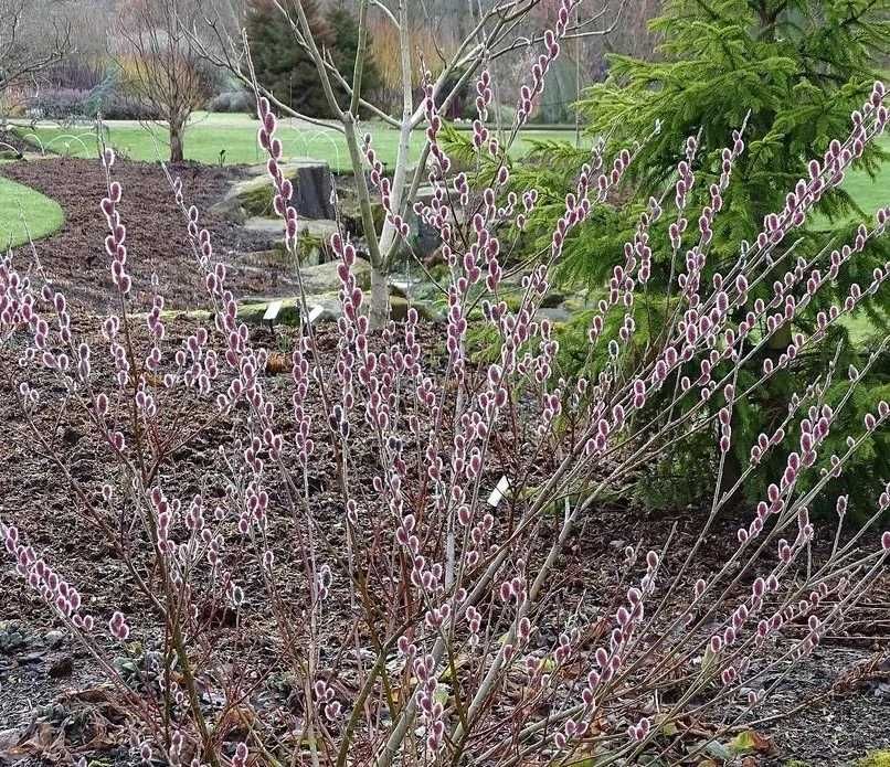 Бреза ,Липа и върба - Фиданки