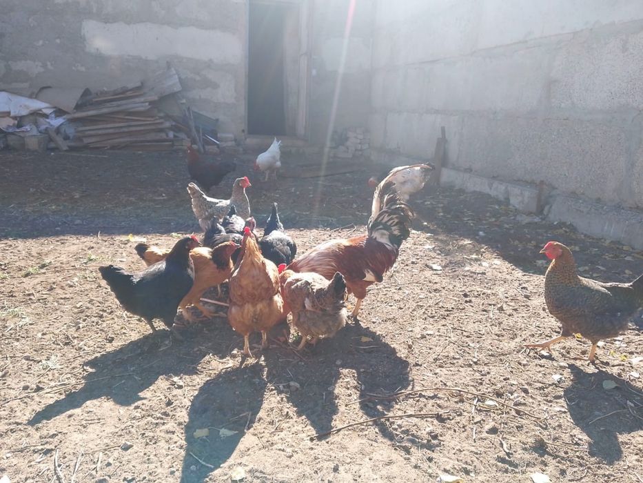 Продам домашних курей