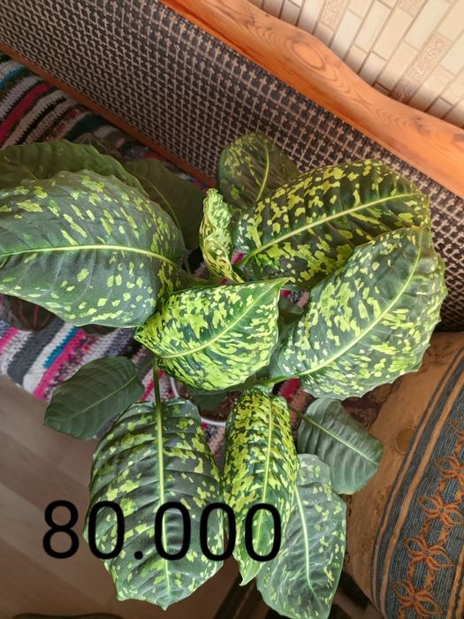 Продам свои комнатные растения