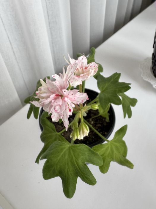 Пеларгония стеллар