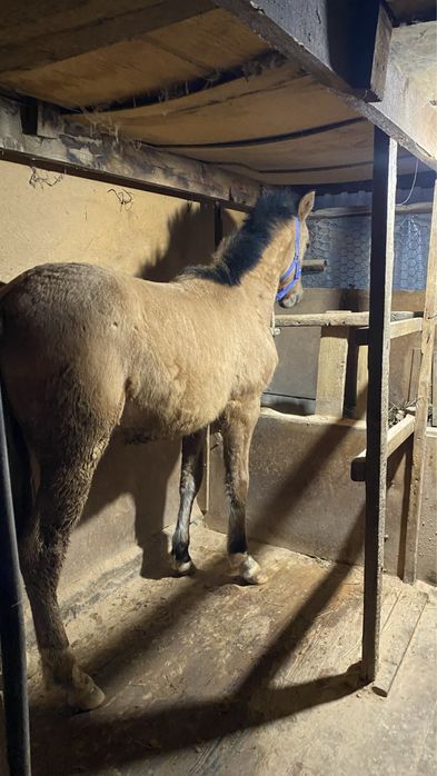 Тай еркек сатылады