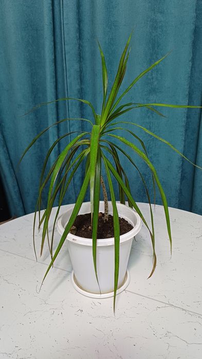 Продам комнатные растения