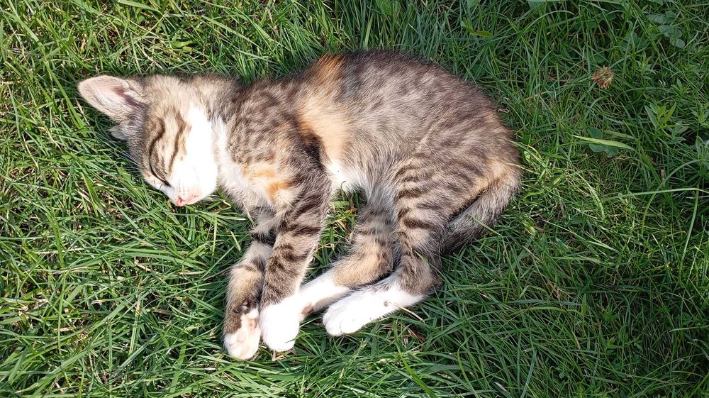 Pisicuta mica spre adoptie