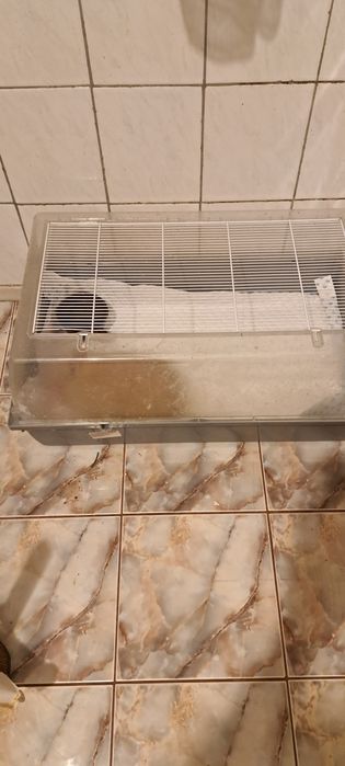 Iepuraș cap de leu împreună cu cușcă (preț negociabil)