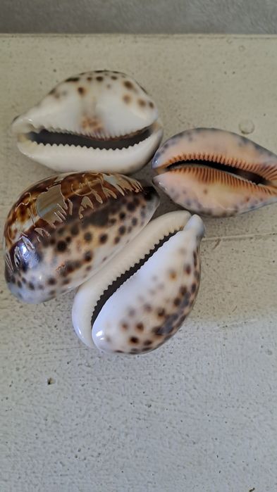 Ракушки сувенирные