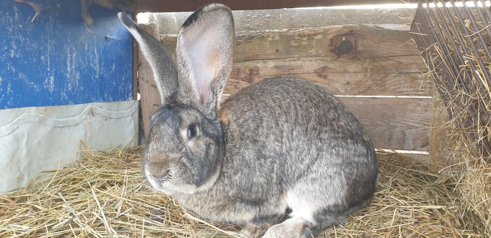 Iepuroi,iepuroaica,iepuri,Urias German,Rasă pura certificați cu tatuaj