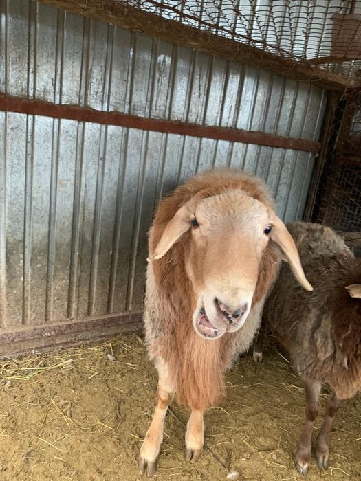 Продам барана аршан