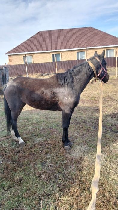 Продам кобылу хороших кровей