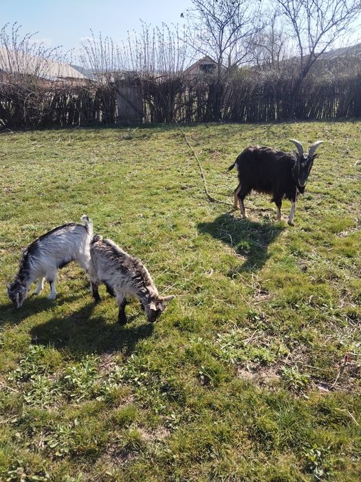 Vând 2 capre una dintre ele are dauă ieduțe și cealaltă este gestantă