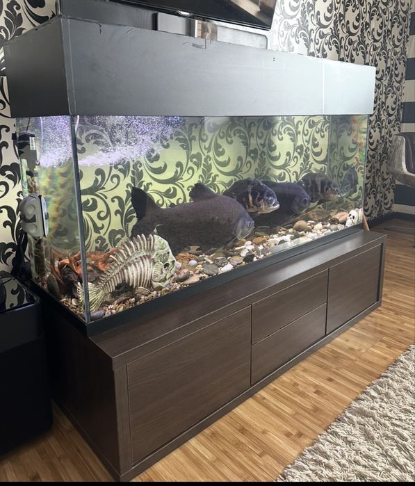 Аквариум 500л Пираньи, Остронотусы