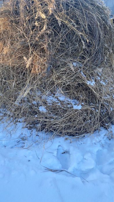 Отхот шөп қамыс Атырау