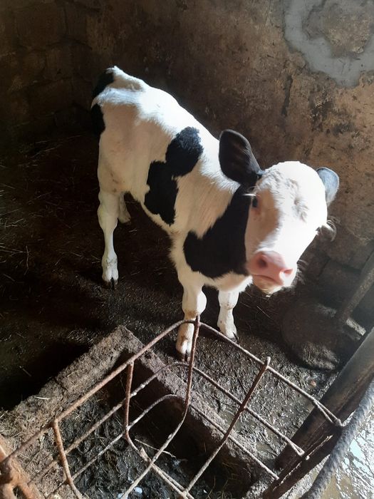 Vițel de vânzare
