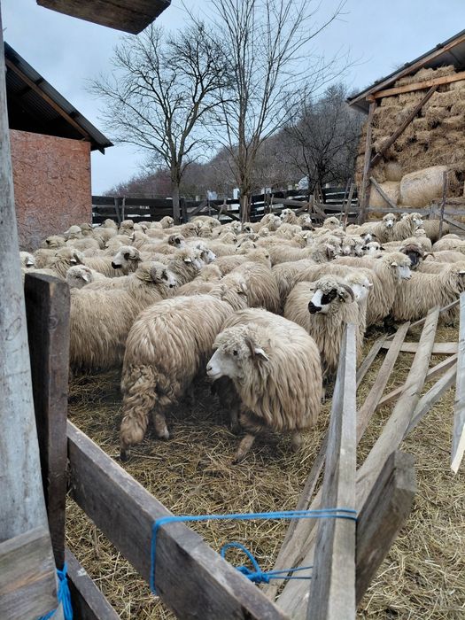 De vânzare oi 100 buc