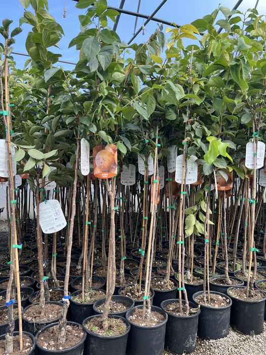 Kaki la ghiveci peste 1m