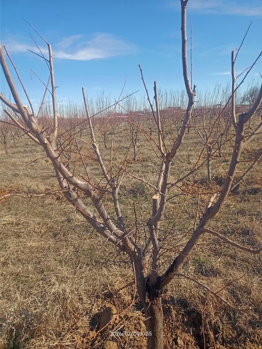 Shakil berish daraxtlarga