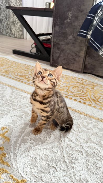 Продаются бенгальские котята девочка и мальчик